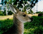 Le symbole de l'Australie : le kangourou  !